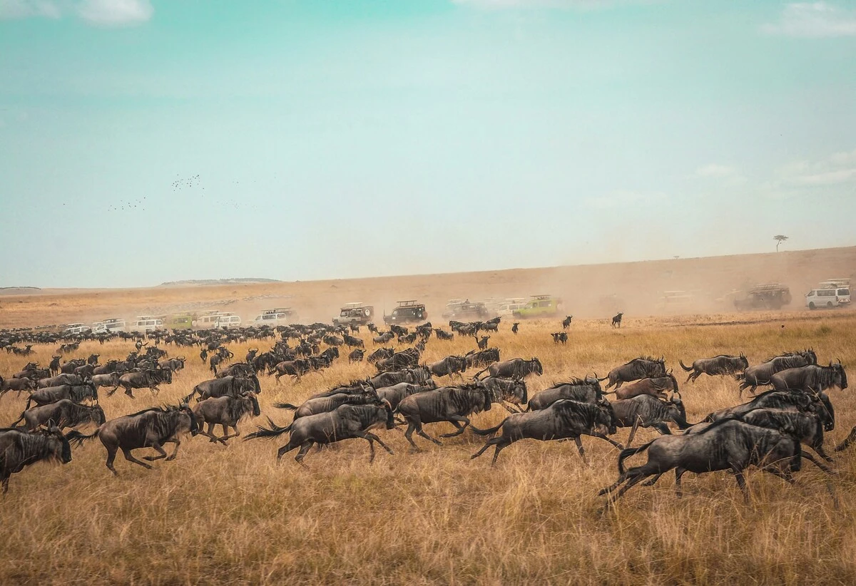 Mara Budget Camps