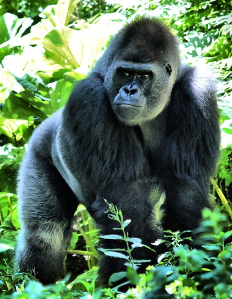 4 Days Gorilla Trekking in Rwanda