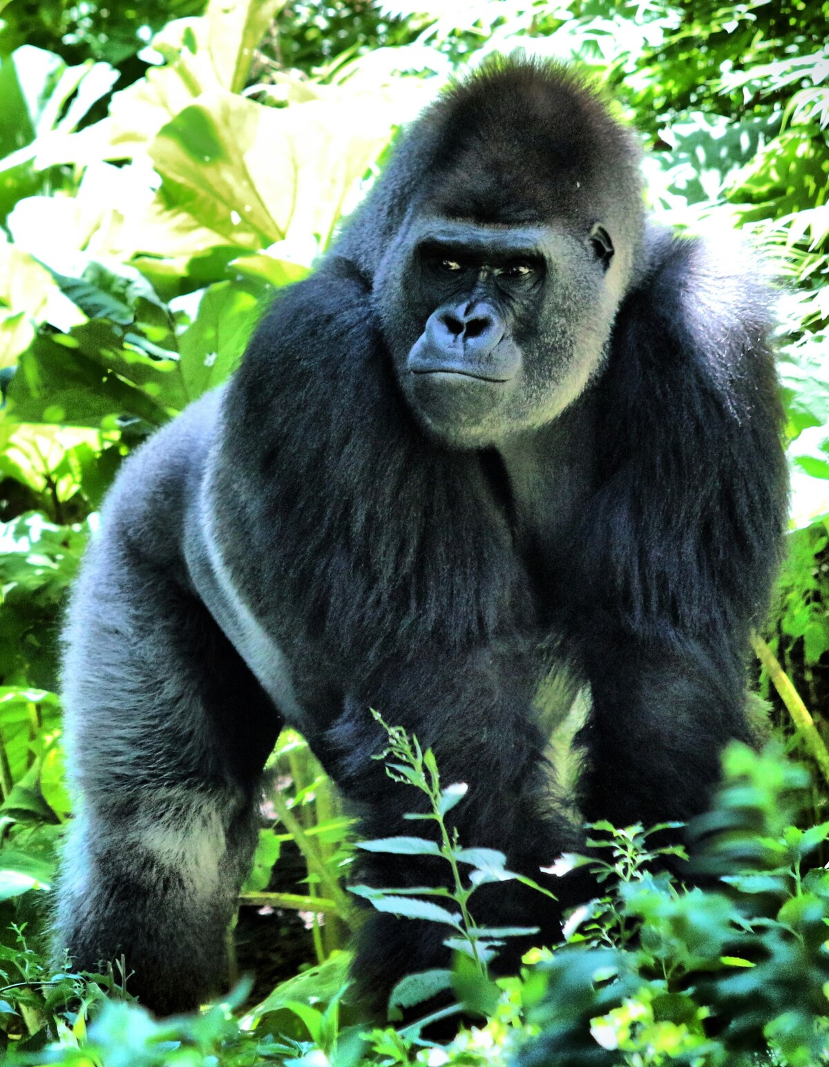 4 Days Gorilla Trekking in Rwanda