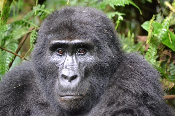 6 Days Wildlife Queen Elizabeth & Gorilla Trekking Safari