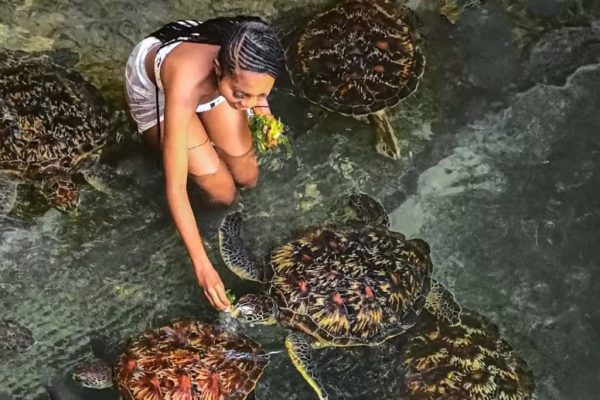 Nager avec les tortues — Nungwi