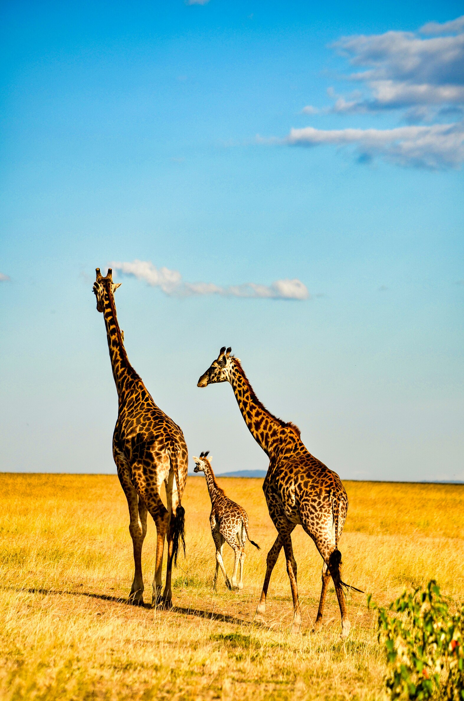 Day Trip to Lake Nakuru National Park, Kenya