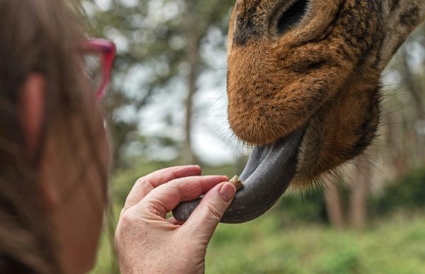 Top Places to Visit in Nairobi During a Layover: A Complete Travel Guide