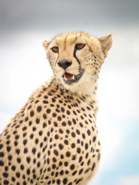 12 días Maasai Mara: safari aéreo de lujo en Serengeti y Zanzíbar