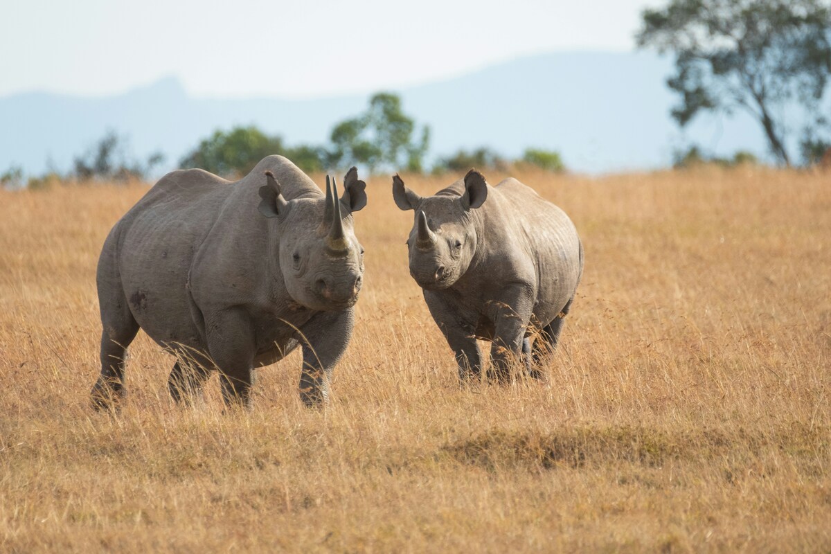 10 Days Kenya & Tanzania Classic Adventure (Six-Park Spectacular)