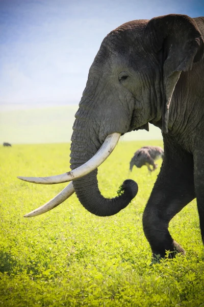 6-Day Amboseli- Mara Fly in Safari