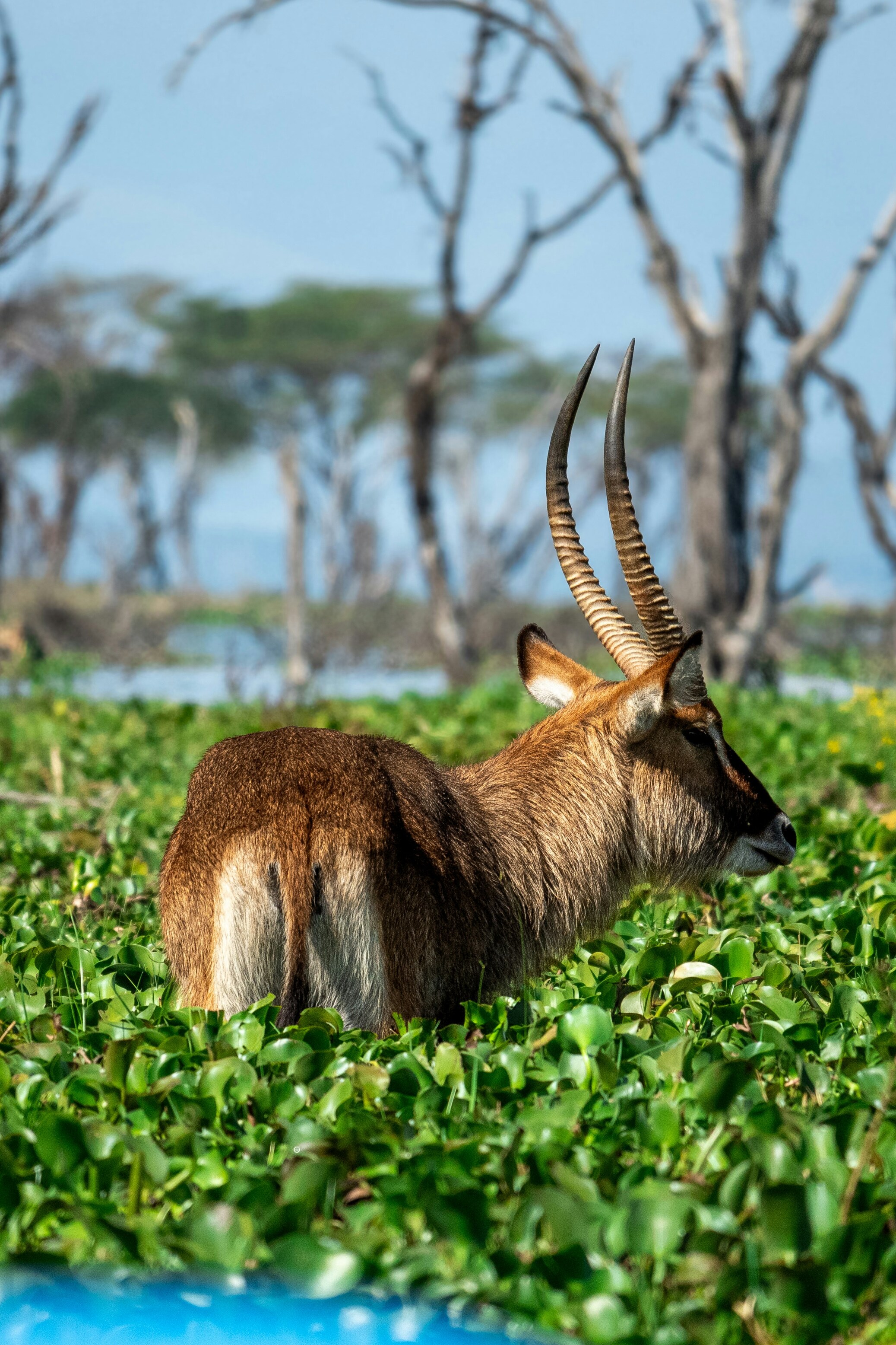 18 Days in Kenya: Ultimate Safari & Beach Experience